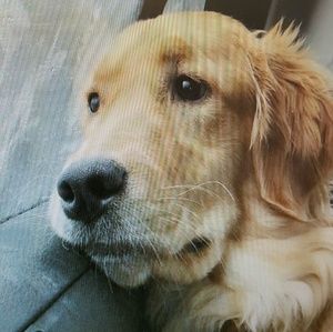 Meet your Posher, Robin